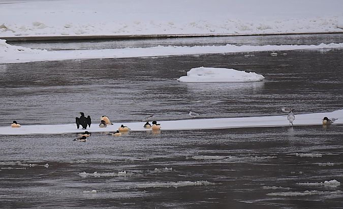 Gänsesäger  - Hanna Żelichowska