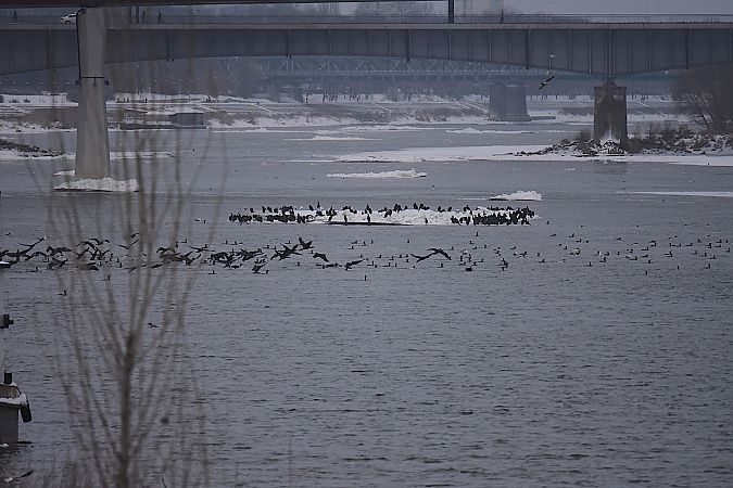 kormoran  - Hanna Żelichowska
