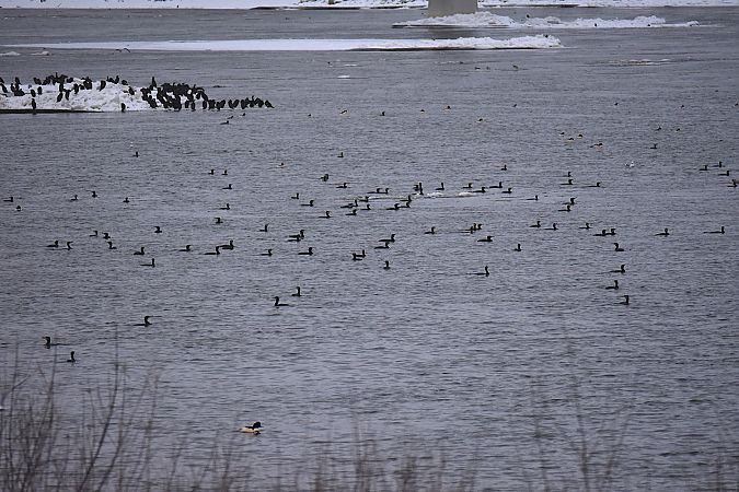 kormoran  - Hanna Żelichowska