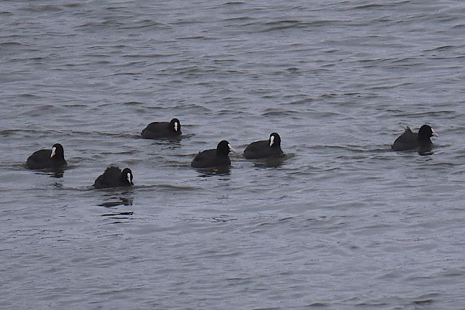 łyska  - Hanna Żelichowska