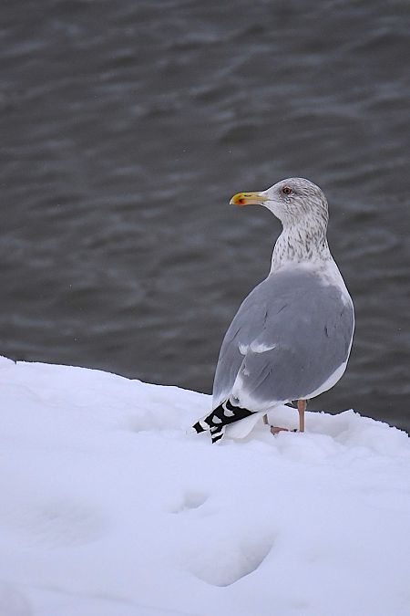 mewa srebrzysta  - Hanna Żelichowska