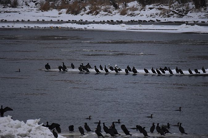 krzyżówka  - Hanna Żelichowska