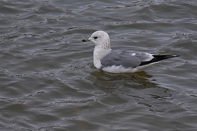 mewa siwa  - Hanna Żelichowska