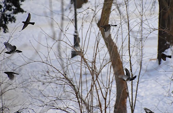 kwiczoł  - Hanna Żelichowska