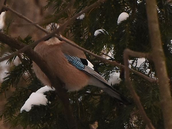 sójka  - Hanna Żelichowska