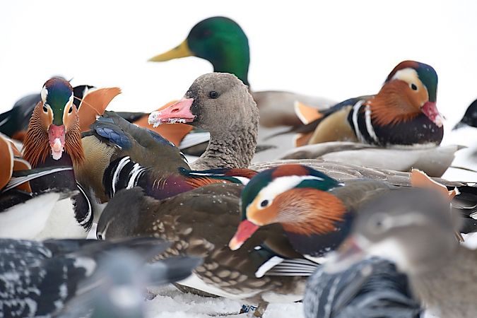 Canard mandarin  - Hanna Żelichowska