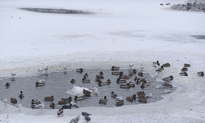 śmieszka  - Hanna Żelichowska