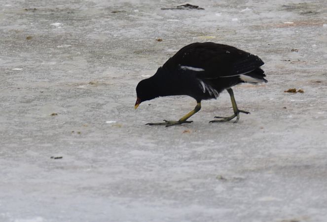 kokoszka  - Hanna Żelichowska