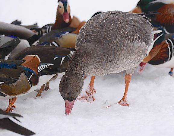 gęś białoczelna  - Hanna Żelichowska