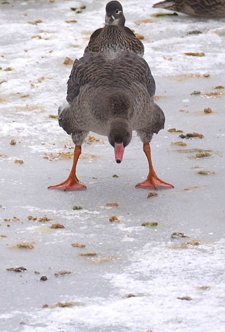 gęś białoczelna  - Hanna Żelichowska