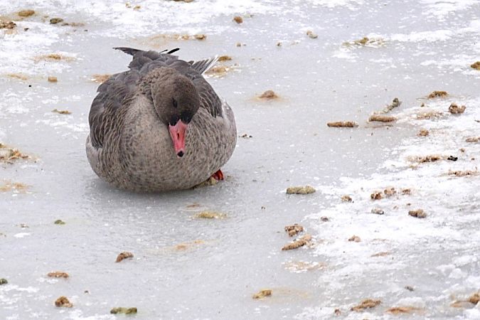 gęś białoczelna  - Hanna Żelichowska