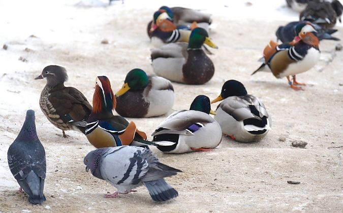 Mandarinente  - Hanna Żelichowska