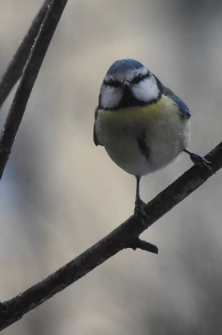 modraszka  - Hanna Żelichowska