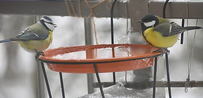 modraszka  - Hanna Żelichowska