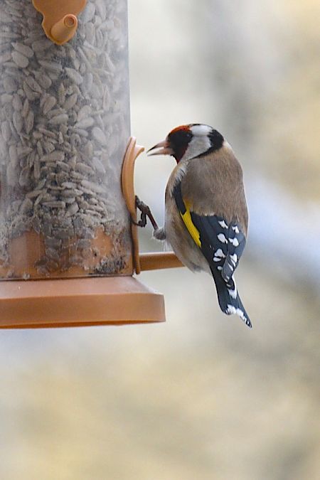 szczygieł  - Hanna Żelichowska