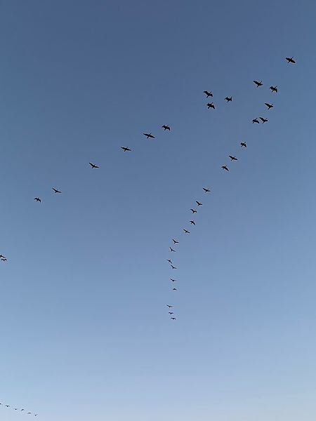 kormoran  - Hanna Żelichowska