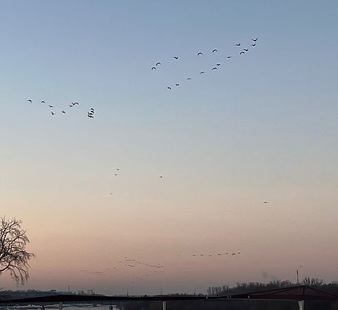 kormoran  - Hanna Żelichowska