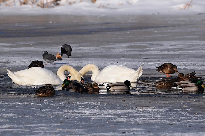 łabędź niemy  - Hanna Żelichowska