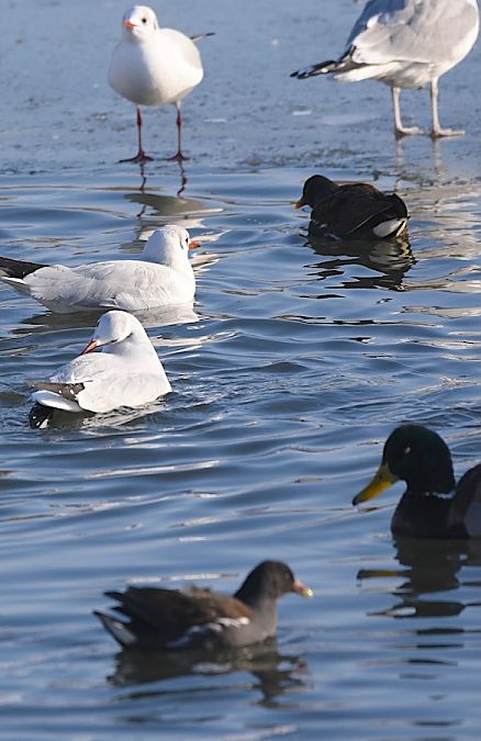 kokoszka  - Hanna Żelichowska