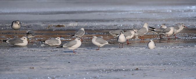 śmieszka  - Hanna Żelichowska