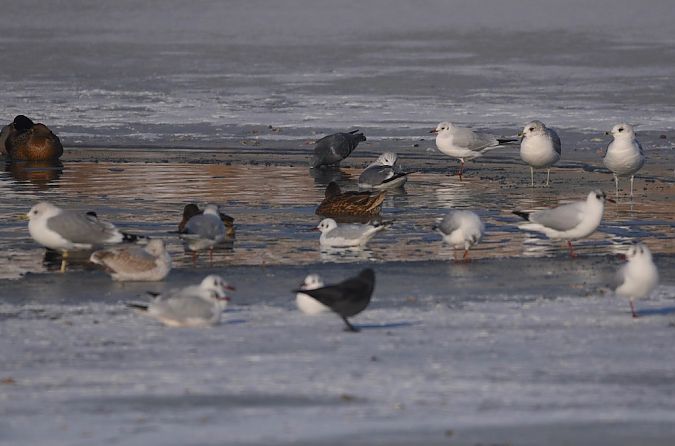 mewa siwa  - Hanna Żelichowska