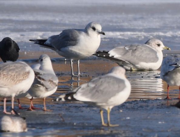 mewa siwa  - Hanna Żelichowska