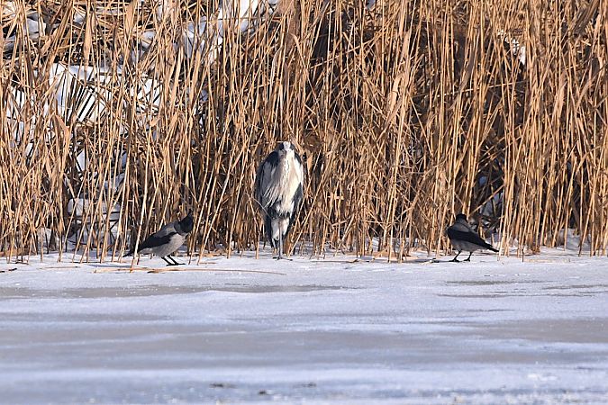 czapla siwa  - Hanna Żelichowska