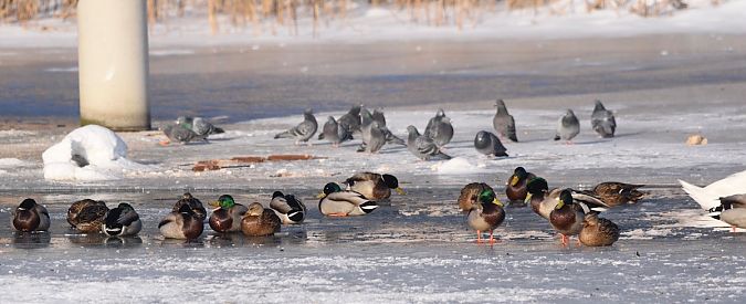 krzyżówka  - Hanna Żelichowska