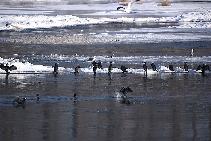 kormoran  - Hanna Żelichowska