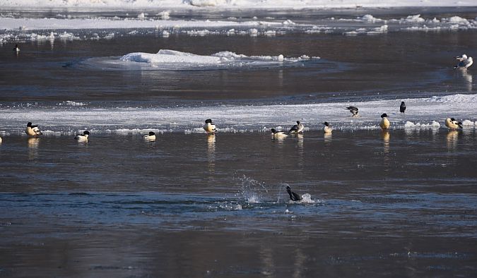 nurogęś  - Hanna Żelichowska