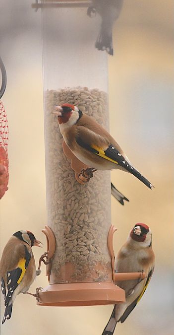 szczygieł  - Hanna Żelichowska