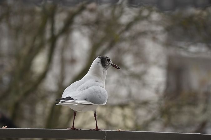 śmieszka  - Hanna Żelichowska