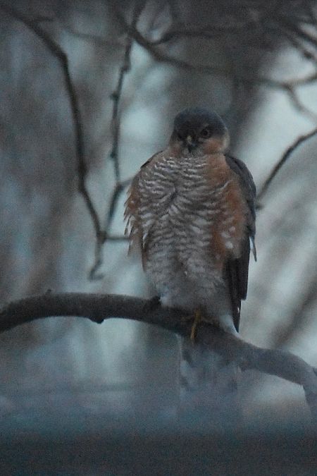 krogulec  - Hanna Żelichowska