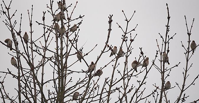 jemiołuszka  - Hanna Żelichowska