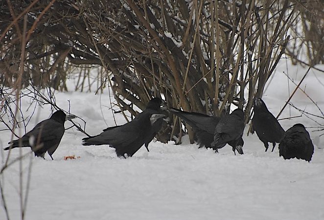 gawron  - Hanna Żelichowska
