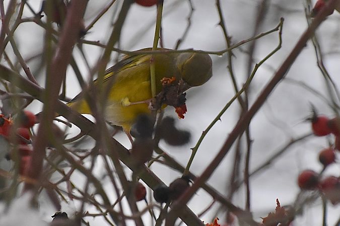 dzwoniec  - Hanna Żelichowska
