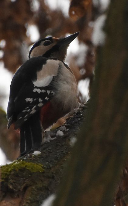 Buntspecht  - Hanna Żelichowska