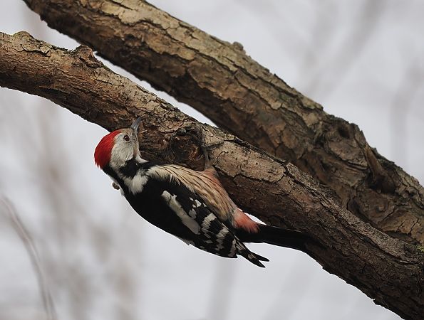 dzięcioł średni  - Mariusz Dąbek