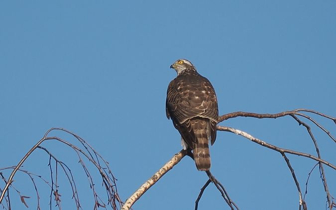 jastrząb  - Mariusz Dąbek