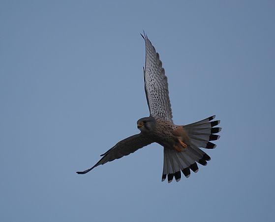 pustułka  - Mariusz Dąbek