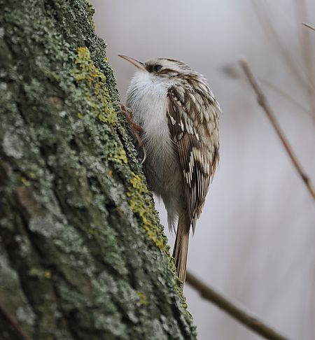 pełzacz leśny  - Mariusz Dąbek