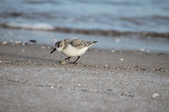 piaskowiec  - Szymon Olszewski