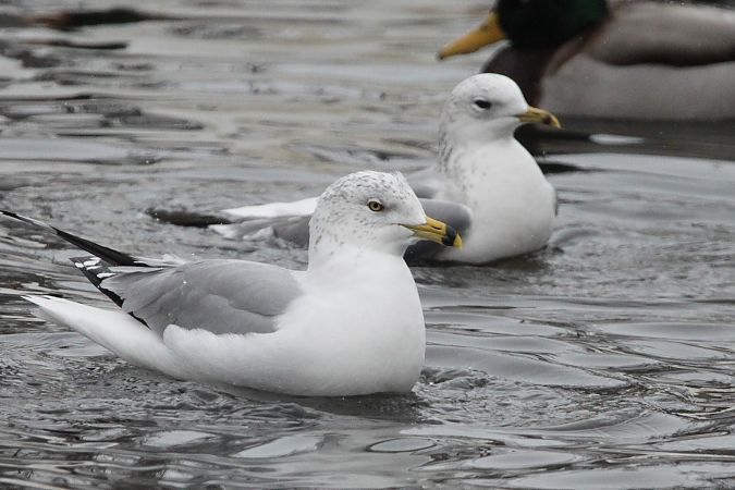 mewa delawarska  - Szymon Olszewski