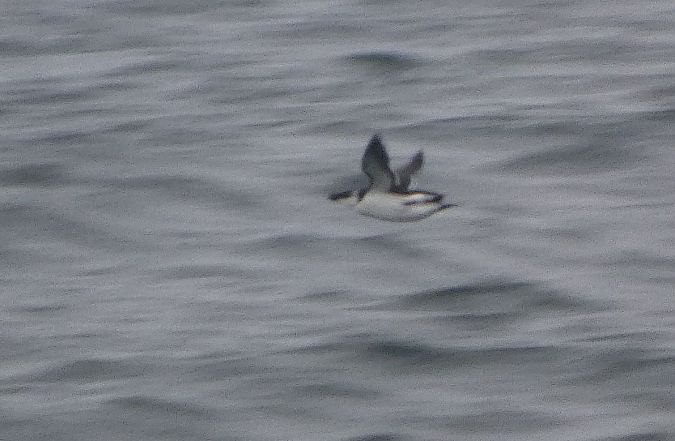 Tordalk  - Mikołaj Zimiński