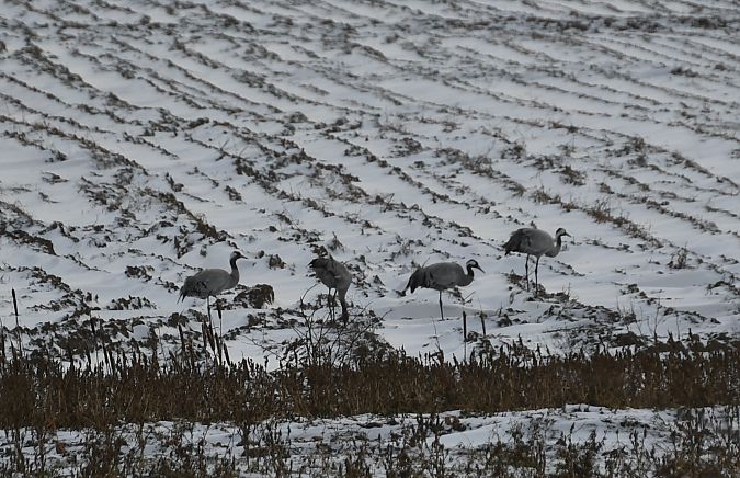 żuraw  - Małgorzata Kiżewska