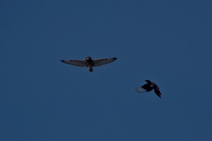 uszatka błotna  - Katarzyna Kmieć-Kwasek