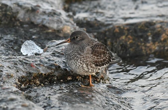 biegus morski  - Andreas Graversen