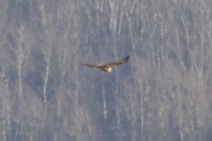 błotniak stawowy  - Piotr Kunowski