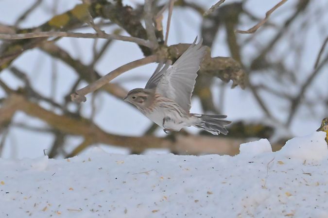 trznadel białogłowy  - Piotr Kunowski