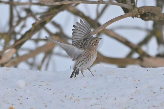 trznadel białogłowy  - Piotr Kunowski